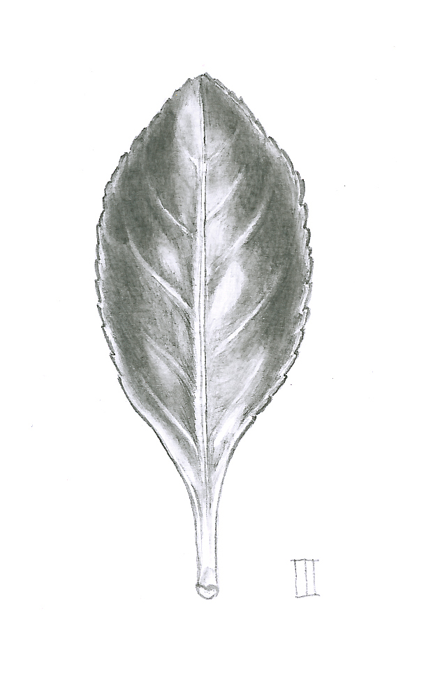 Final Euonymus leaf in graphite on Bristol board