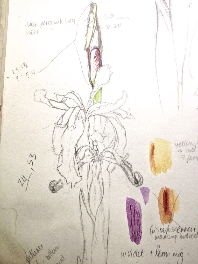 Stinking iris from Sketchbook. sketch & colour matching.