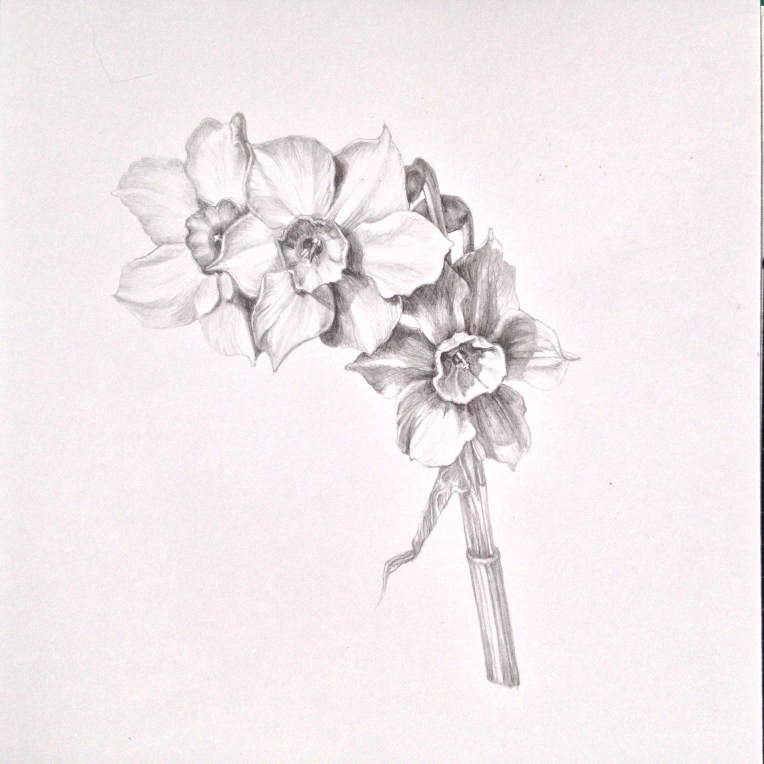 Jonquil flowers - graphite