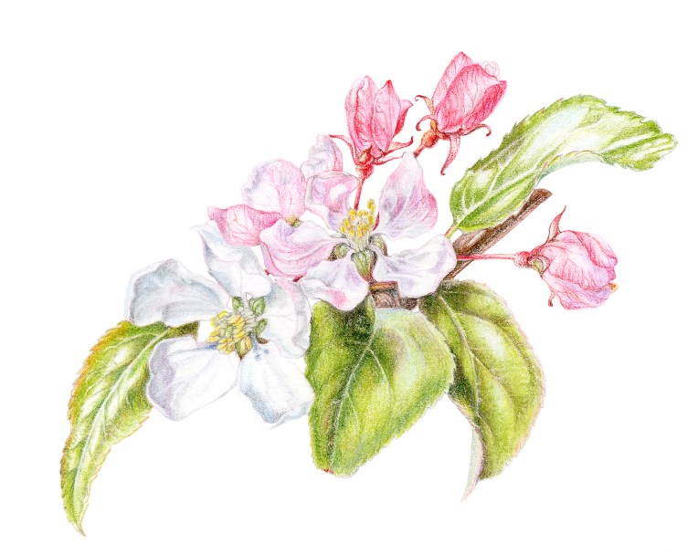 Malus Red Sentinel Blossom - Coloured pencil