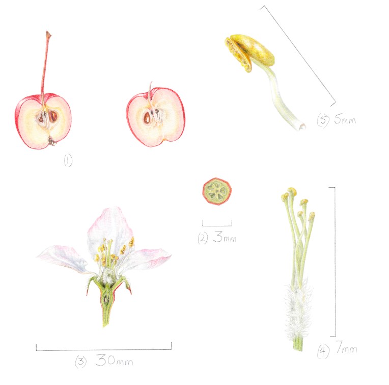 Malus Red Sentinel dissections in Coloured pencil