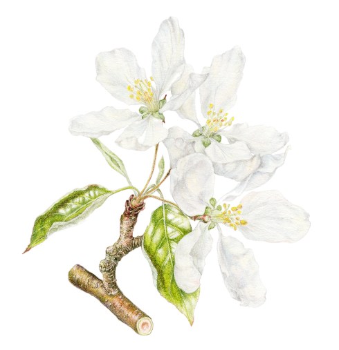 Malus x sylvestris 'John Downey' blossom- in coloured pencil