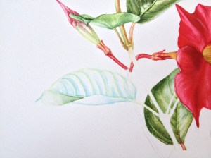 Mandeville leaf detail