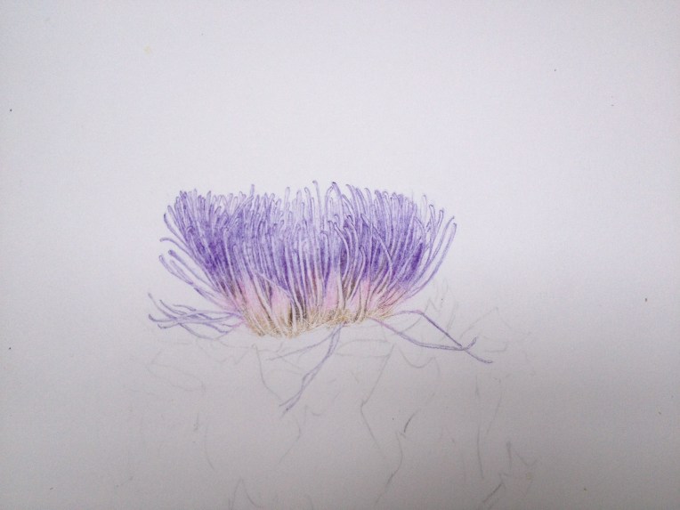 Globe artichoke before its haircut. Coloured pencil and no embossing tool.