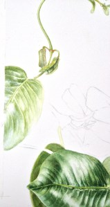 The start of a leaf and part of a tendril