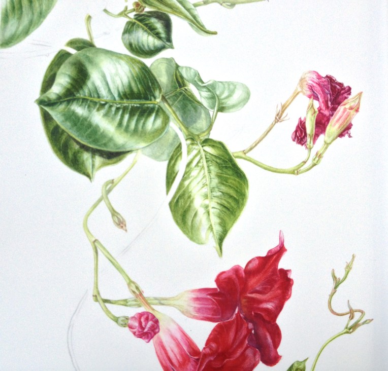 Last adult Dipladenia leaf