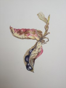 Tree Peoni seed capsule pair. Coloured pencil.