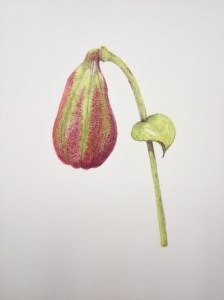 Lily seed capsule - Coloured pencil