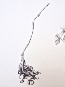 A Magnolia fruit case