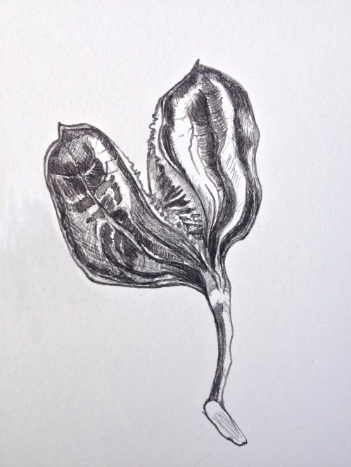 Himalayan Lily seed case