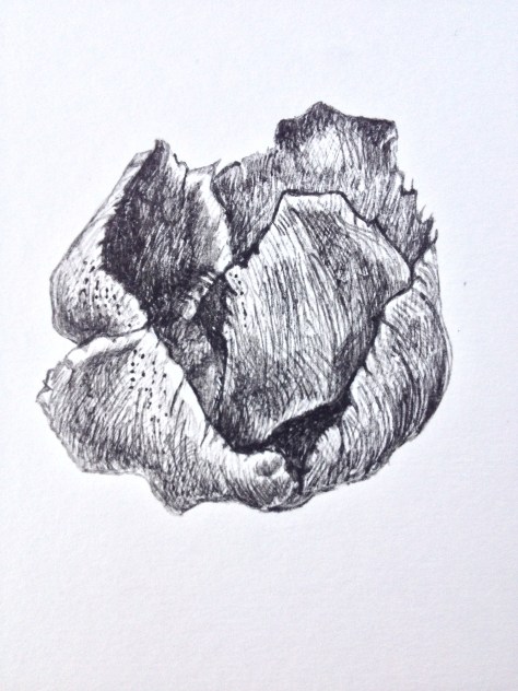 It was a seed head of some description, but we are not sure from what.