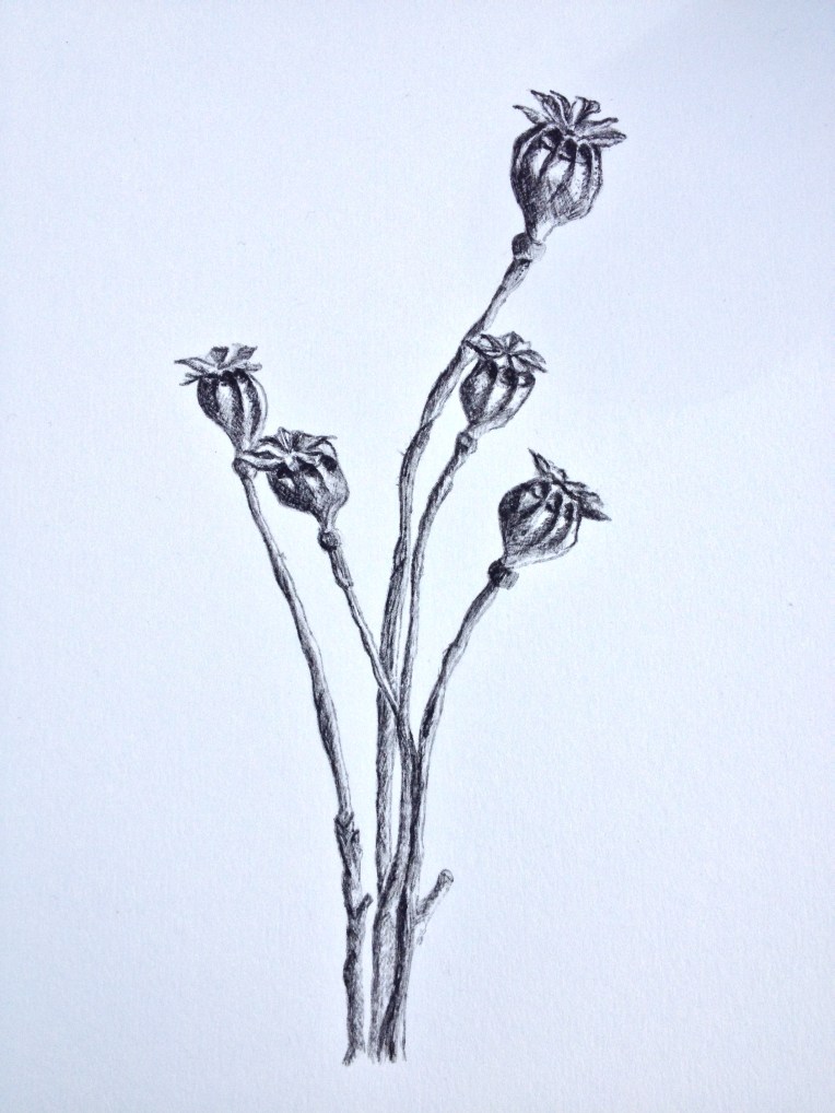 Dried Poppy seed heads
