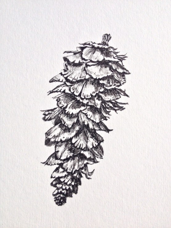 Pine cone. How would we manage without Fibonacci?