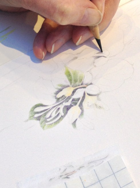 Honeysuckle attached to Eucalyptus bark.