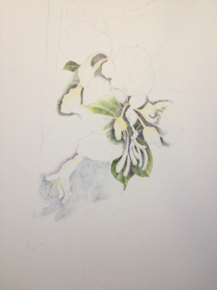 Honey suckle - all in the planning