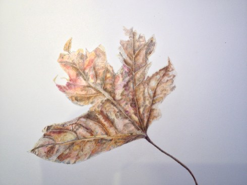 Horse chestnut leaf