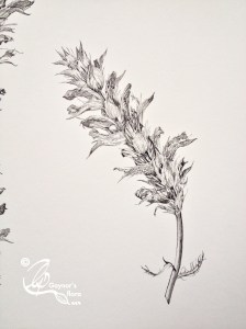 Acanthus 3 Pen & Ink