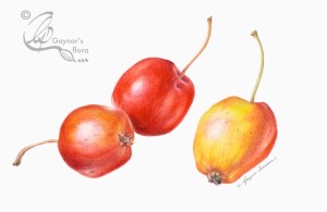 Two's company, three's a crowd - John Downey crabapples in watercolour.
