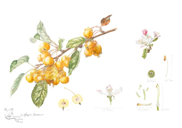 malus3-malus-golden-hornet-rhs-8bit-sig