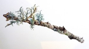 Gnarled birch branch with a variety of lichen forms. Watercolour.