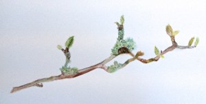 A branch of Magnolia stellata in watercolour.