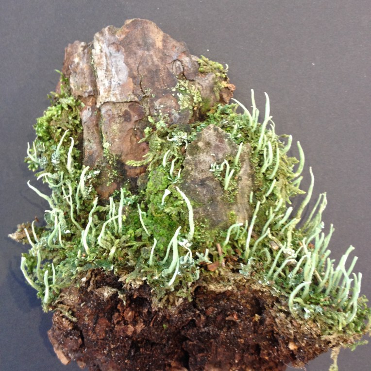 A piece of bark with several lichen types growing on it. The main one is identified as Cladonia cornuta.