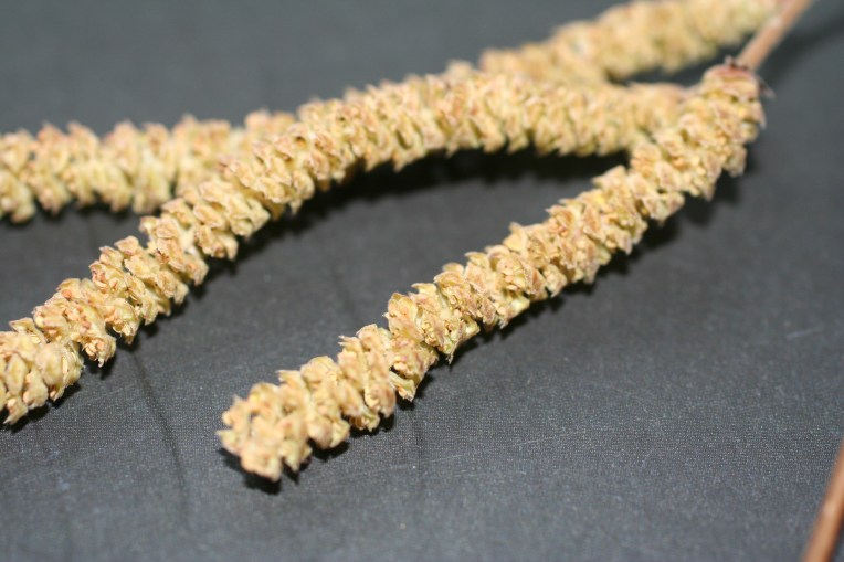 Hazel catkins