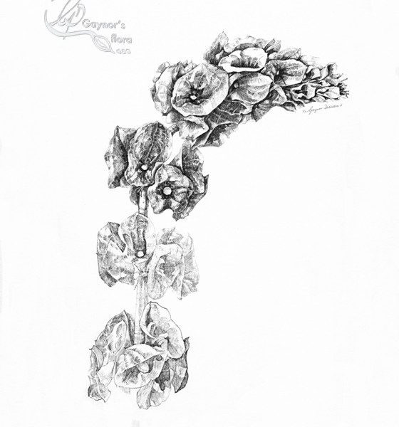 Moluccella laevis - Bells of Ireland, pen & ink in different stages.