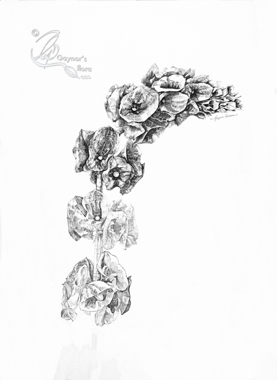Moluccella laevis - Bells of Ireland, pen & ink in different stages.