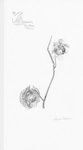 Nicandra Physalodes - Shoofly. Ink on Bristol board