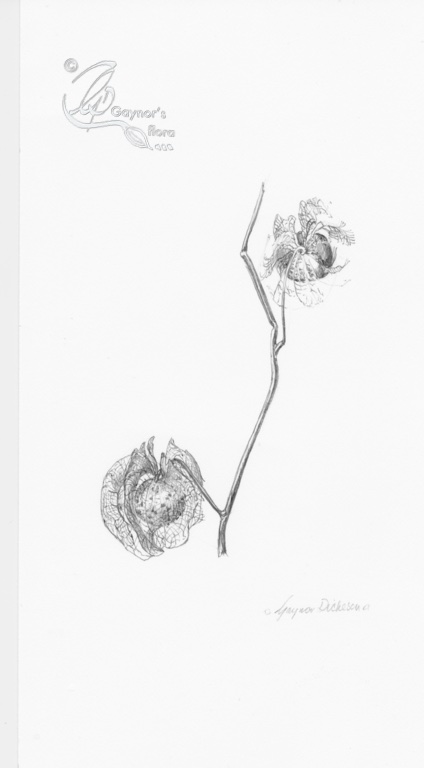 Nicandra Physalodes - Shoofly. Ink on Bristol board