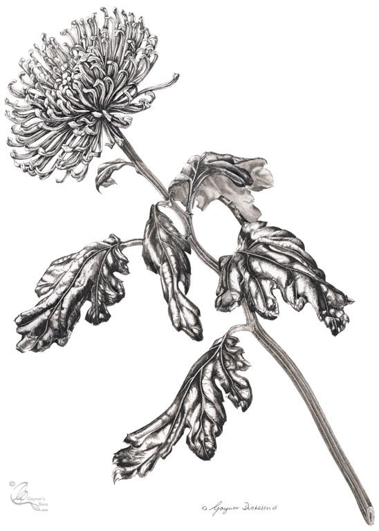 Curly Chrysanthemum 'Anastasia Green' in pen & ink on paper
