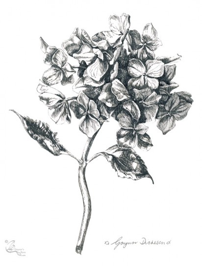 Small Dried Hydrangea. Pen & ink on paper