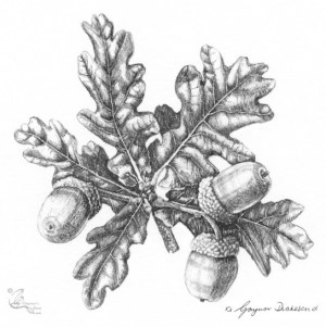 Quercus robur - 'A splendid oak'. Pen & Ink on paper