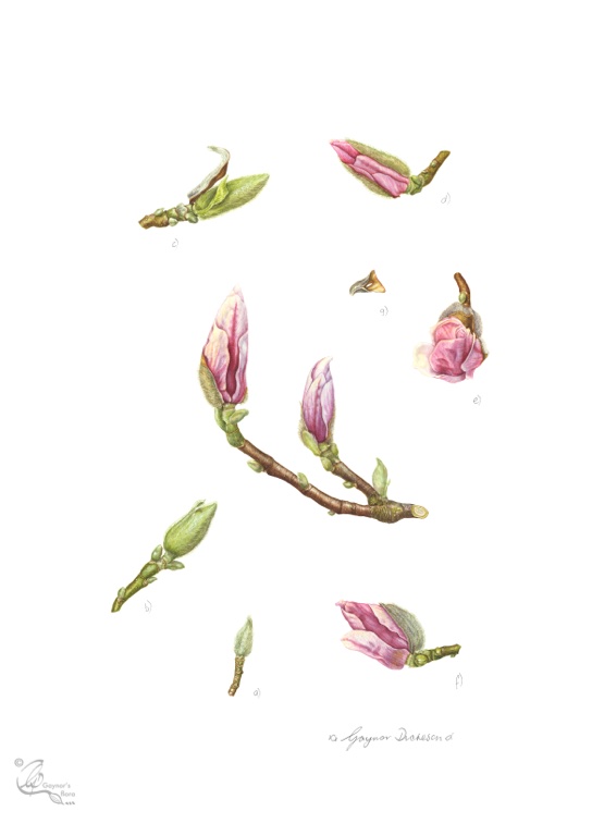 Magnolia x soulangeana: Bud development Watercolour on hot pressed paper.