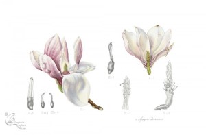 Magnolia x soulangeana: Flower dissection. Watercolour and graphite on hot pressed paper.