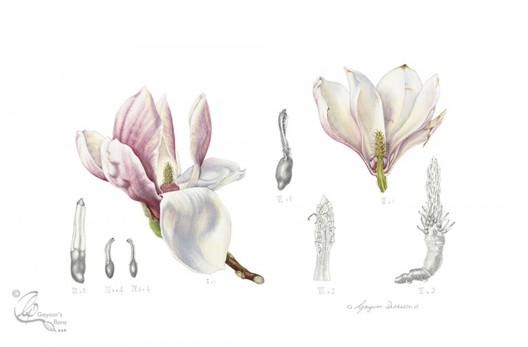 Magnolia x soulangeana: Flower dissection. Watercolour and graphite on hot pressed paper.