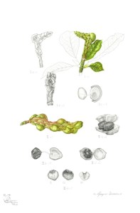 Magnolia x soulangeana: Fruit dissection. Watercolour and graphite on hot pressed paper.