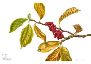 Magnolia x soulangeana: Autumn leaves and fruit. Watercolour on hot pressed paper.