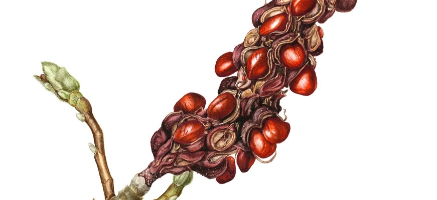 Magnolia x soulangeana: Ripe fruit and seeds. Watercolour on hot pressed paper.