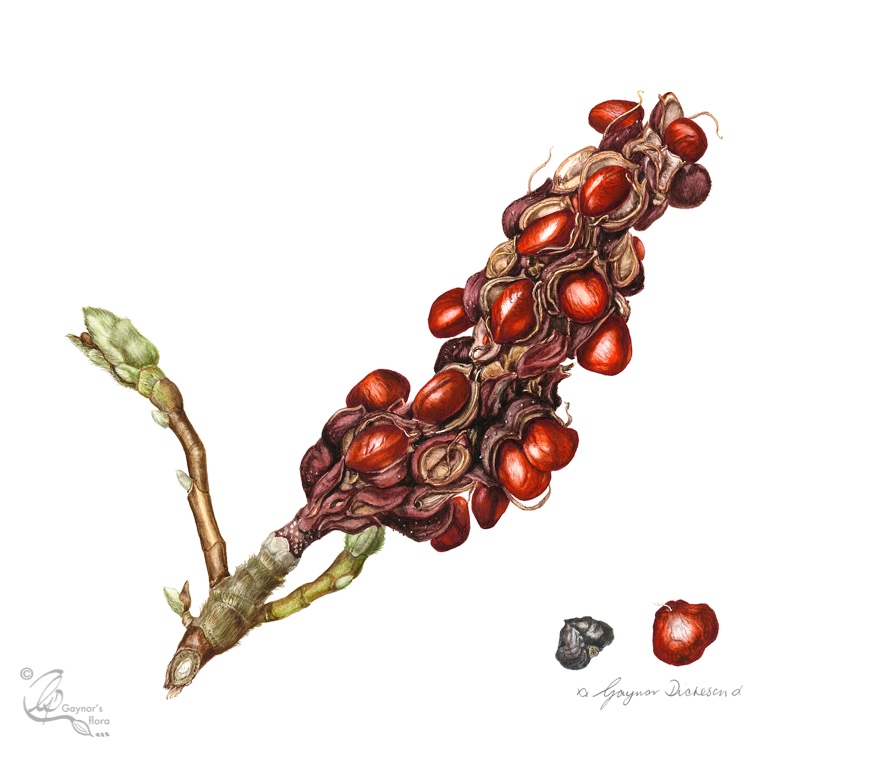 Magnolia x soulangeana: Ripe fruit and seeds. Watercolour on hot pressed paper.