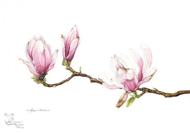 Magnolia x soulangeana: Maturing Blooms. Watercolour on hot pressed paper