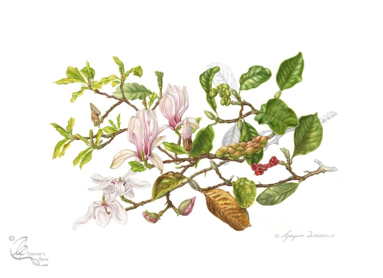 © A Year in the life of a Magnolia x soulangeana tree