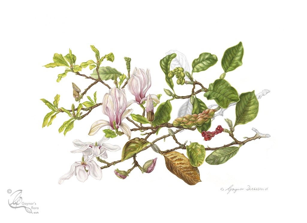 A Year in the life of a Magnolia x soulangeana tree. Watercolour and graphite on hot pressed paper.