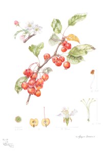 Malus "Evereste" PERPETU in coloured pencil.