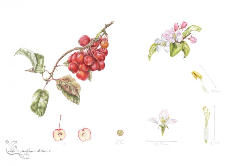 Malus x robusta "Red Sentinel" in coloured pencil.