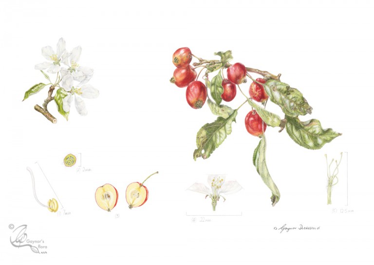 Malus x sylvestris "John Downey" in Coloured pencil.