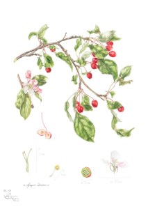 Malus x scheideckeri "Red Jade" in Coloured pencil