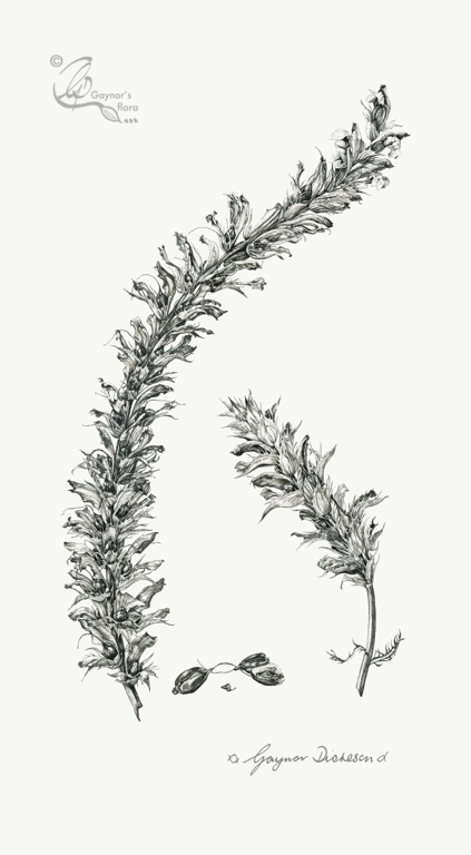 'Young or Old but still Spiky' -Acanthus mollis. Ink on paper