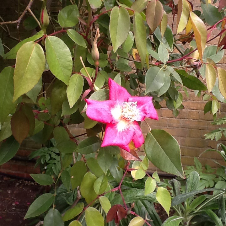 Rosa chinensis 'Crimson Bengal'